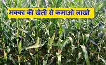 मक्का की खेती से कमाओ लाखो