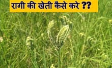 रागी की खेती कैसे करे ??