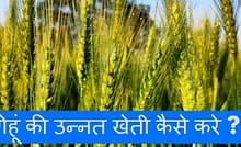 गेहूं की उन्नत खेती कैसे करे ?