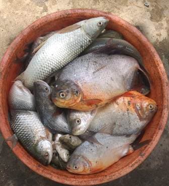 मछली पालन (fish farming)