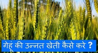 गेहूं की खेती