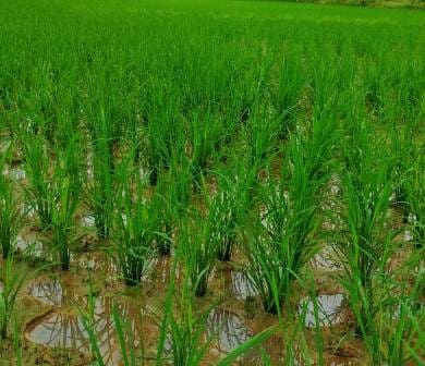 धान की खेती (Paddy farming)
